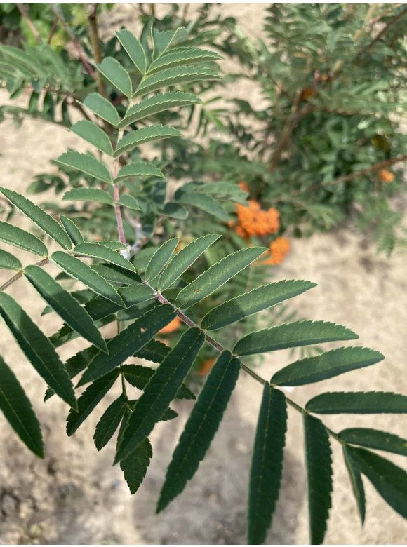 Ebersche aucuparia - Mehrstämmig | Sorbus Aucuparia Ebersche aucuparia - Mehrstämmig | Sorbus Aucuparia