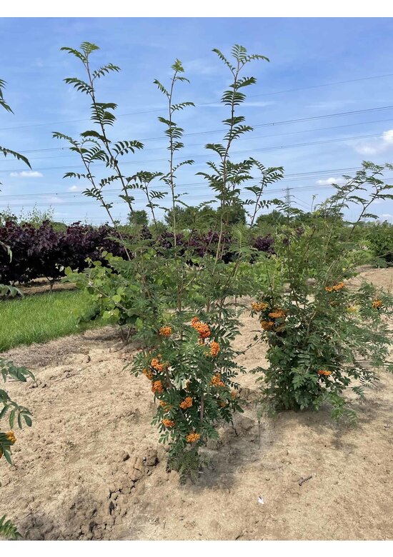 Ebersche aucuparia - Mehrstämmig | Sorbus Aucuparia