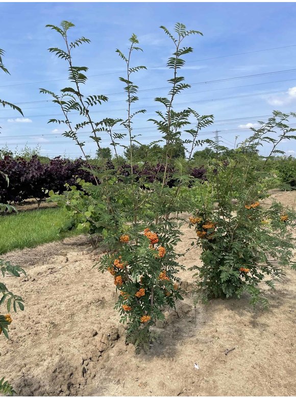 Ebersche aucuparia - Mehrstämmig | Sorbus Aucuparia Ebersche aucuparia - Mehrstämmig | Sorbus Aucuparia