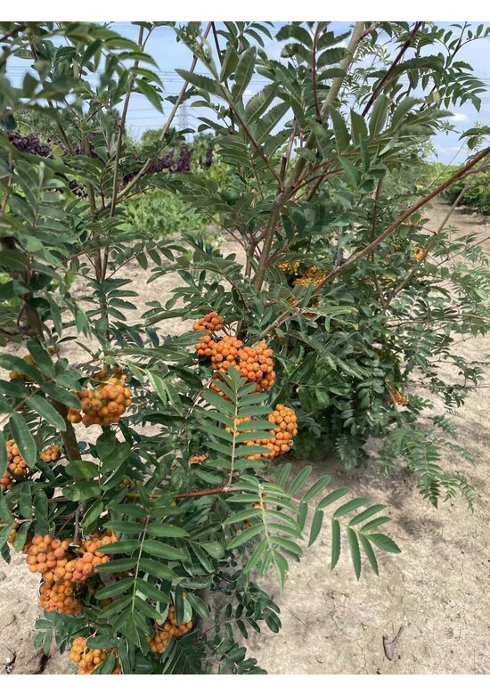 Ebersche aucuparia - Mehrstämmig | Sorbus Aucuparia