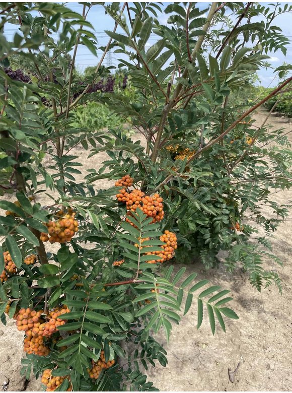 Ebersche aucuparia - Mehrstämmig | Sorbus Aucuparia Ebersche aucuparia - Mehrstämmig | Sorbus Aucuparia