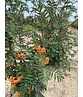 Ebersche aucuparia - Mehrstämmig | Sorbus Aucuparia