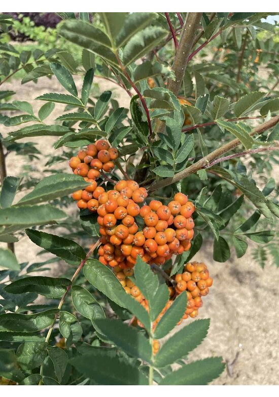 Ebersche aucuparia - Mehrstämmig | Sorbus Aucuparia