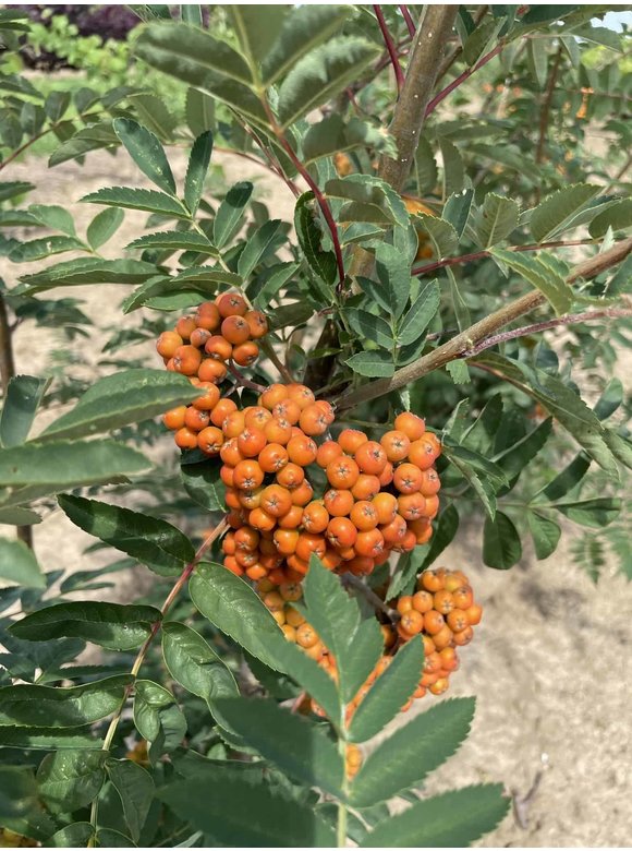 Ebersche aucuparia - Mehrstämmig | Sorbus Aucuparia Ebersche aucuparia - Mehrstämmig | Sorbus Aucuparia