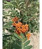 Ebersche aucuparia - Mehrstämmig | Sorbus Aucuparia