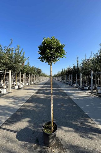 Lollypop Birke 'Magical Globe' | Betula pendula 'Magical Globe'