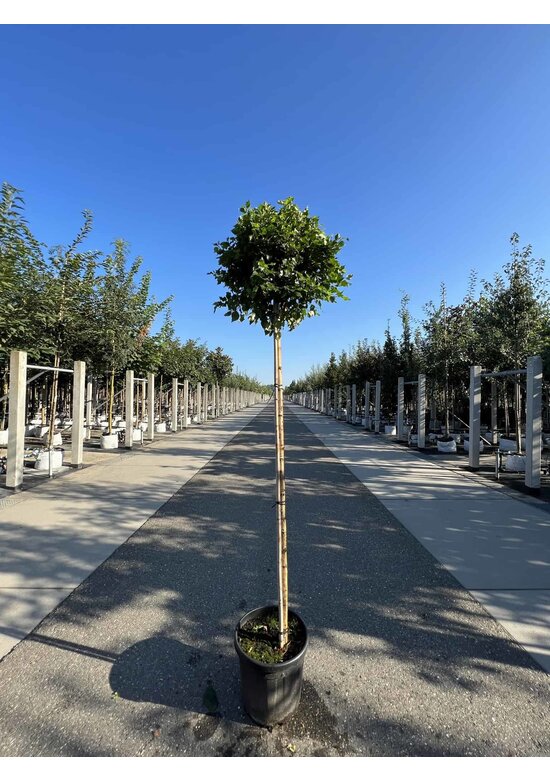 Lollypop Birke 'Magical Globe' | Betula pendula 'Magical Globe'
