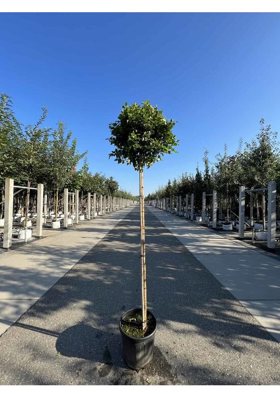 Lollypop Birke 'Magical Globe' | Betula pendula 'Magical Globe'