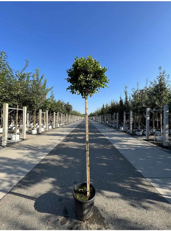 Lollypop Birke 'Magical Globe' | Betula pendula 'Magical Globe' Lollypop Birke 'Magical Globe' | Betula pendula 'Magical Globe'