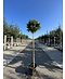 Lollypop Birke 'Magical Globe' | Betula pendula 'Magical Globe'