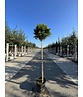 Lollypop Birke 'Magical Globe' | Betula pendula 'Magical Globe'