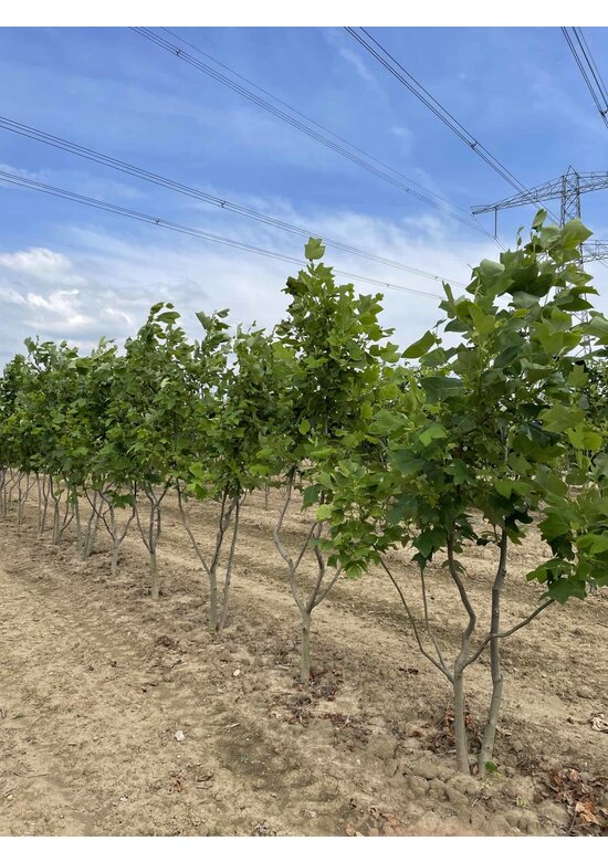 Tulpenbaum - Mehrstämmig | Liriodendron tulipifera