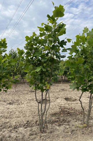 Tulpenbaum - Mehrstämmig | Liriodendron tulipifera