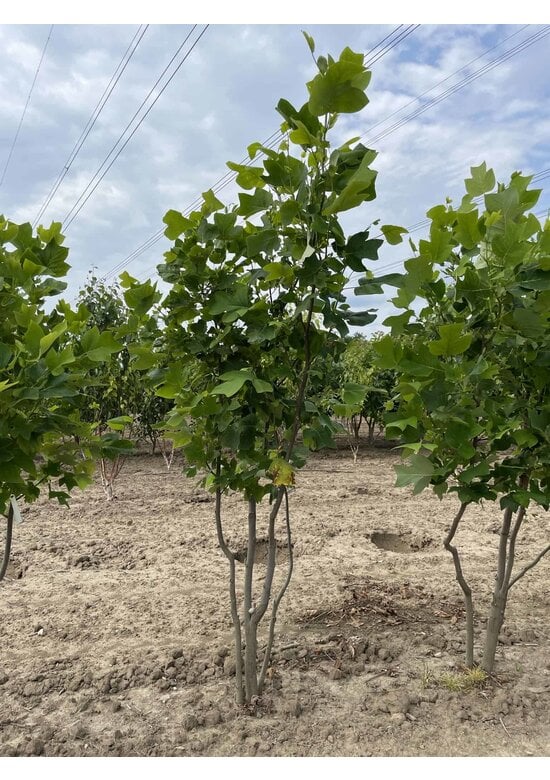 Tulpenbaum - Mehrstämmig | Liriodendron tulipifera