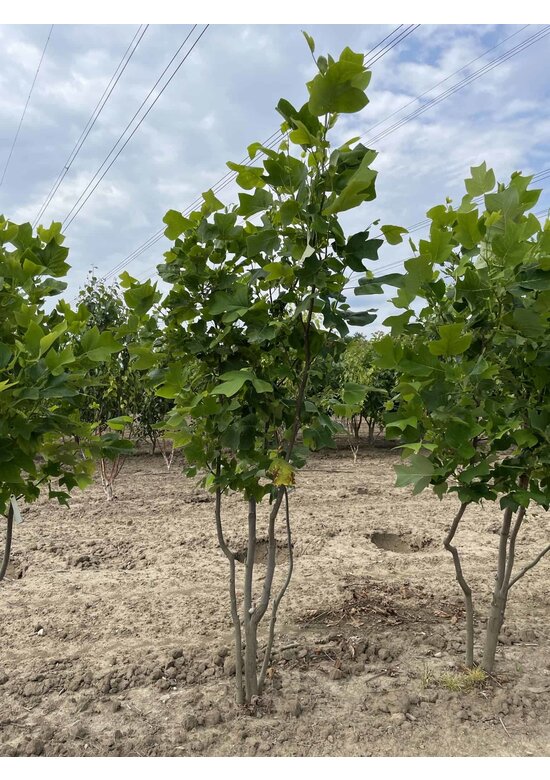 Tulpenbaum - Mehrstämmig | Liriodendron tulipifera