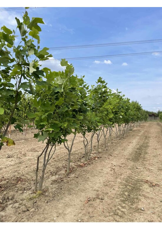 Tulpenbaum - Mehrstämmig | Liriodendron tulipifera