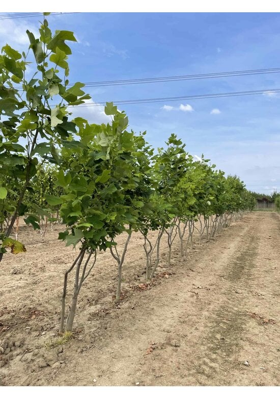 Tulpenbaum - Mehrstämmig | Liriodendron tulipifera
