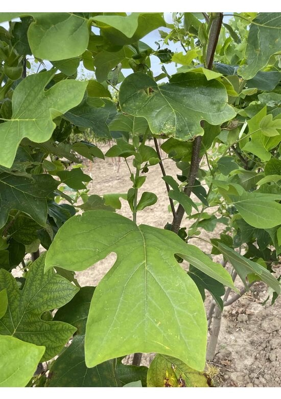 Tulpenbaum - Mehrstämmig | Liriodendron tulipifera