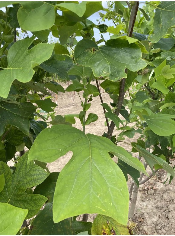 Tulpenbaum - Mehrstämmig | Liriodendron tulipifera Tulpenbaum - Mehrstämmig | Liriodendron tulipifera