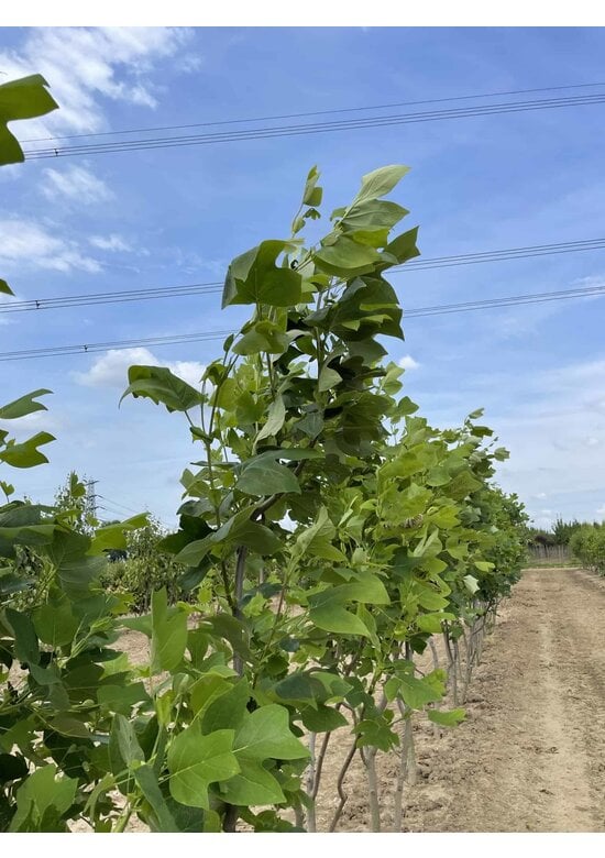 Tulpenbaum - Mehrstämmig | Liriodendron tulipifera
