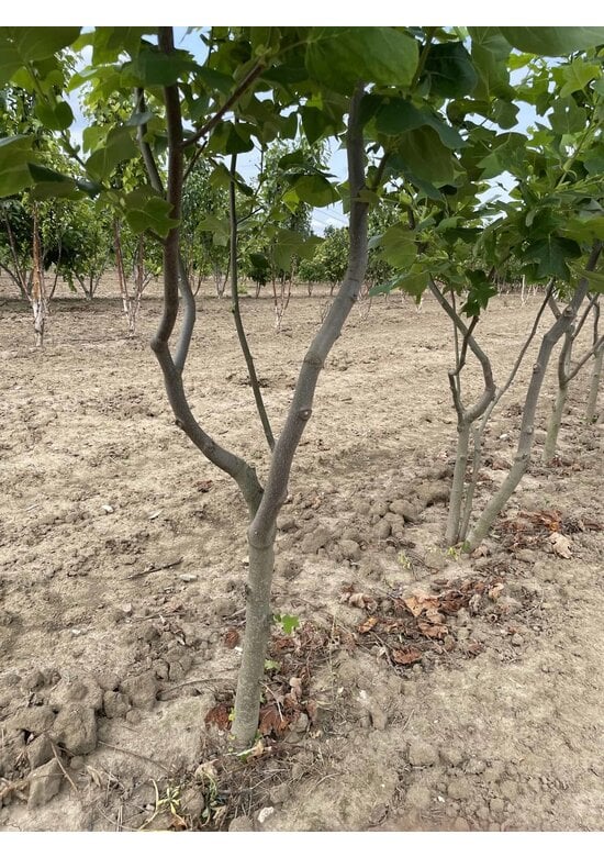 Tulpenbaum - Mehrstämmig | Liriodendron tulipifera