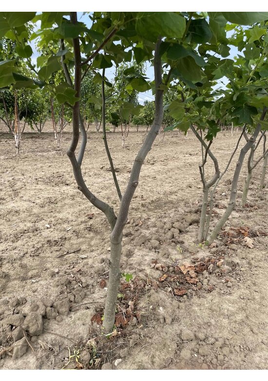 Tulpenbaum - Mehrstämmig | Liriodendron tulipifera