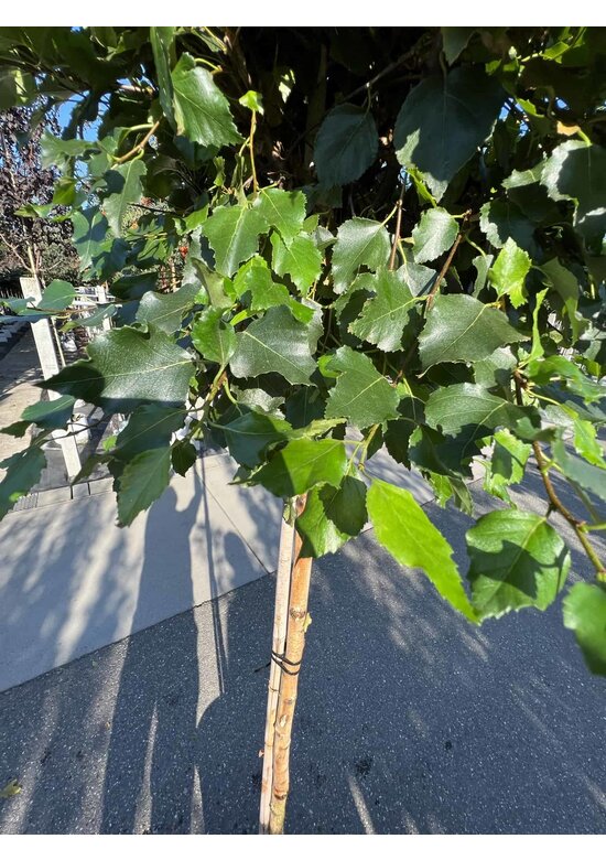 Lollypop Birke 'Magical Globe' | Betula pendula 'Magical Globe'