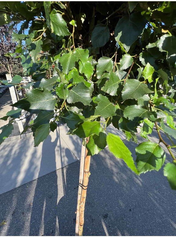 Lollypop Birke 'Magical Globe' | Betula pendula 'Magical Globe' Lollypop Birke 'Magical Globe' | Betula pendula 'Magical Globe'