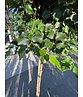 Lollypop Birke 'Magical Globe' | Betula pendula 'Magical Globe' Lollypop Birke 'Magical Globe' | Betula pendula 'Magical Globe'
