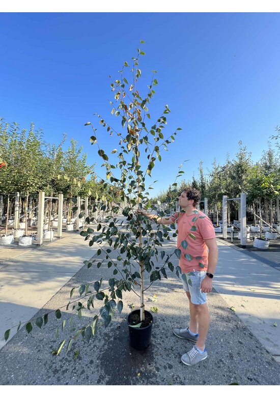 Himalayabirke - Weißrindige Himalaja-Birke 'Jacquemontii' | Betula utilis 'Jacquemontii'