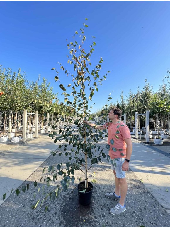 Himalayabirke - Weißrindige Himalaja-Birke 'Jacquemontii' | Betula utilis 'Jacquemontii' Himalayabirke - Weißrindige Himalaja-Birke 'Jacquemontii' | Betula utilis 'Jacquemontii'