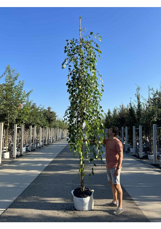 Schwarzbirke 'Summer Cascade' | Betula nigra 'Summer Cascade'