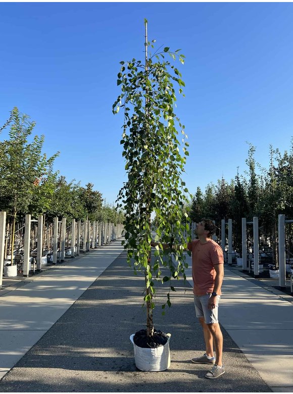 Schwarzbirke 'Summer Cascade' | Betula nigra 'Summer Cascade' Schwarzbirke 'Summer Cascade' | Betula nigra 'Summer Cascade'