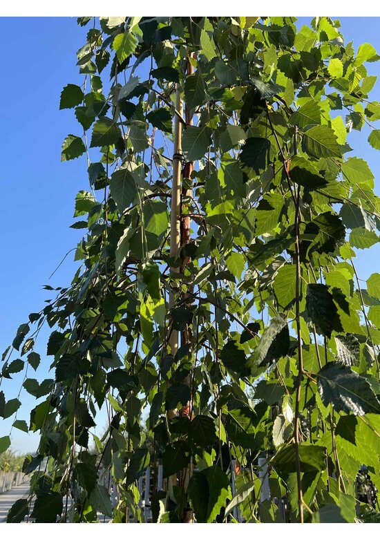 Schwarzbirke 'Summer Cascade' | Betula nigra 'Summer Cascade'