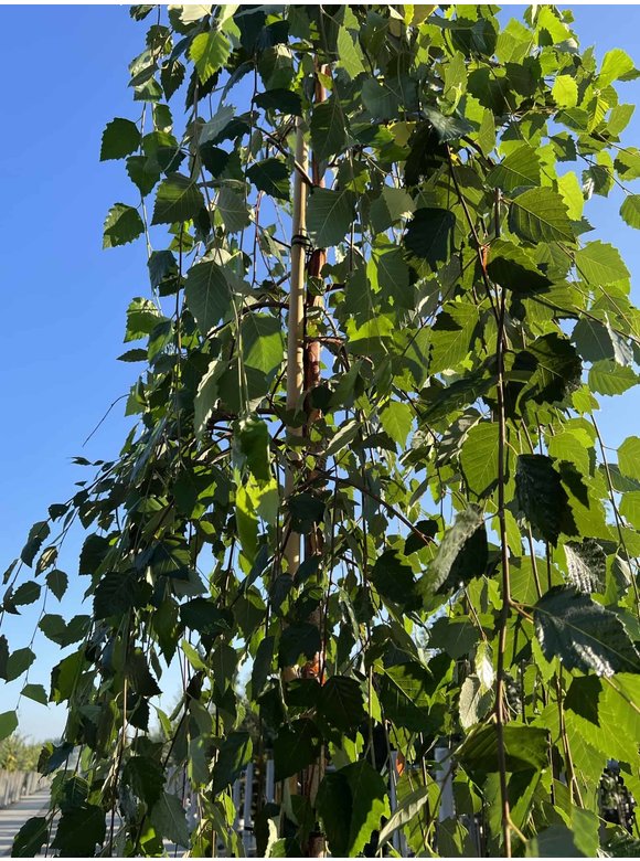 Schwarzbirke 'Summer Cascade' | Betula nigra 'Summer Cascade' Schwarzbirke 'Summer Cascade' | Betula nigra 'Summer Cascade'