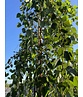 Schwarzbirke 'Summer Cascade' | Betula nigra 'Summer Cascade'