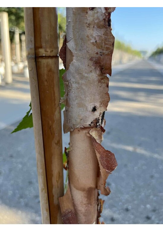 Schwarzbirke 'Summer Cascade' | Betula nigra 'Summer Cascade'