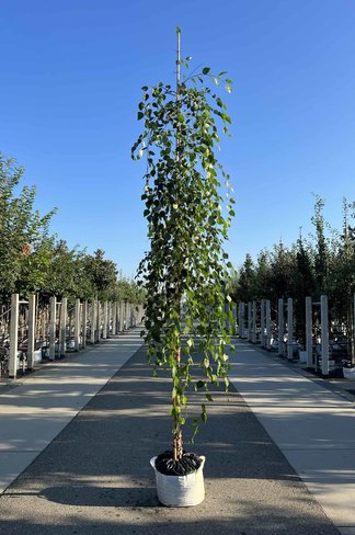 Schwarzbirke 'Summer Cascade' | Betula nigra 'Summer Cascade'