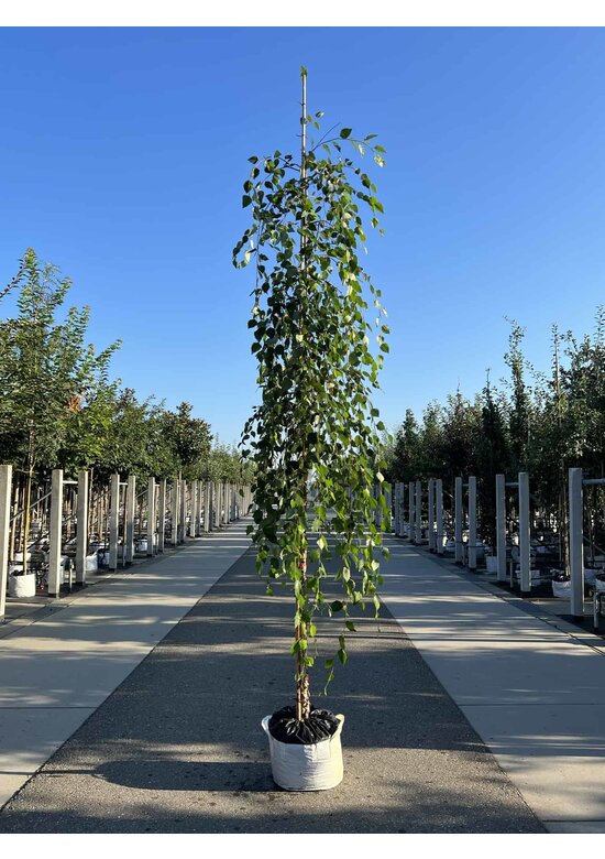 Schwarzbirke 'Summer Cascade' | Betula nigra 'Summer Cascade'