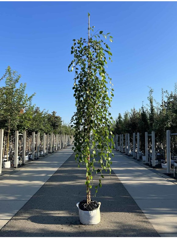 Schwarzbirke 'Summer Cascade' | Betula nigra 'Summer Cascade' Schwarzbirke 'Summer Cascade' | Betula nigra 'Summer Cascade'
