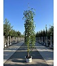 Schwarzbirke 'Summer Cascade' | Betula nigra 'Summer Cascade'