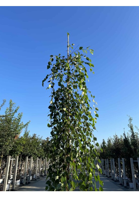 Schwarzbirke 'Summer Cascade' | Betula nigra 'Summer Cascade'