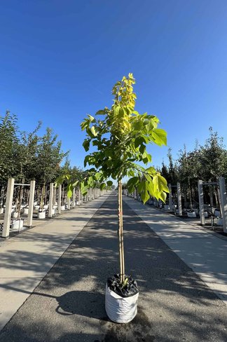 Papiermaulbeerbaum 'Golden Shadow' | Broussonetia papyrifera 'Golden Shadow' Papiermaulbeerbaum 'Golden Shadow' | Broussonetia papyrifera 'Golden Shadow'