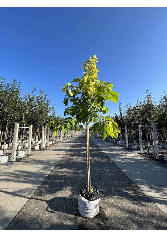 Papiermaulbeerbaum 'Golden Shadow' | Broussonetia papyrifera 'Golden Shadow'