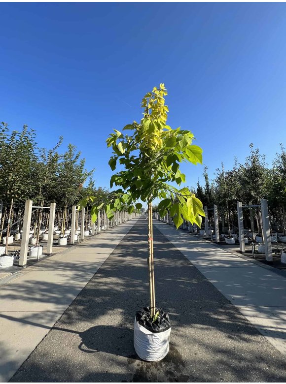 Papiermaulbeerbaum 'Golden Shadow' | Broussonetia papyrifera 'Golden Shadow' Papiermaulbeerbaum 'Golden Shadow' | Broussonetia papyrifera 'Golden Shadow'