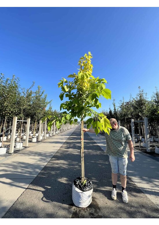 Papiermaulbeerbaum 'Golden Shadow' | Broussonetia papyrifera 'Golden Shadow'