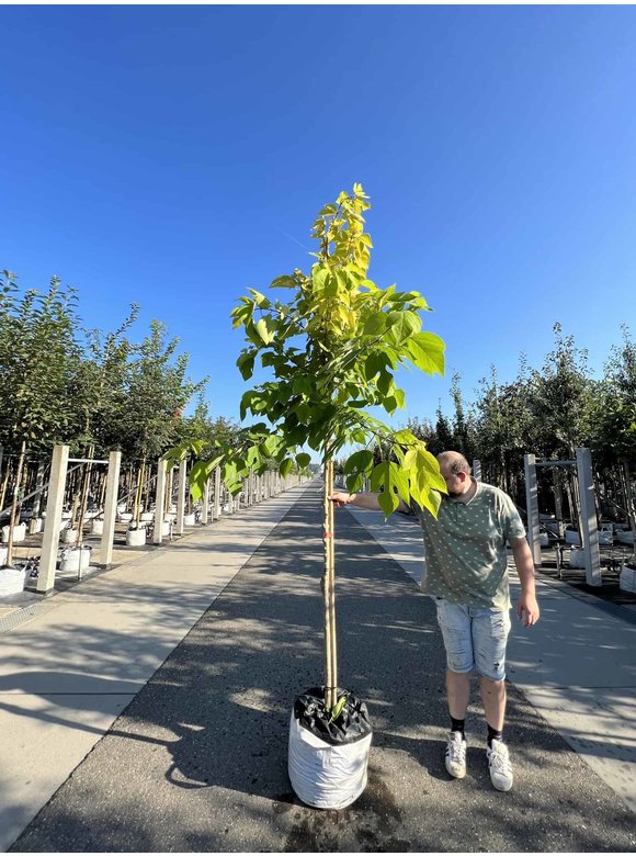 Papiermaulbeerbaum 'Golden Shadow' | Broussonetia papyrifera 'Golden Shadow' Papiermaulbeerbaum 'Golden Shadow' | Broussonetia papyrifera 'Golden Shadow'