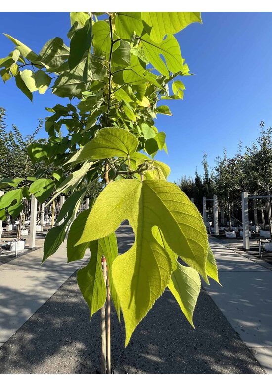 Papiermaulbeerbaum 'Golden Shadow' | Broussonetia papyrifera 'Golden Shadow'