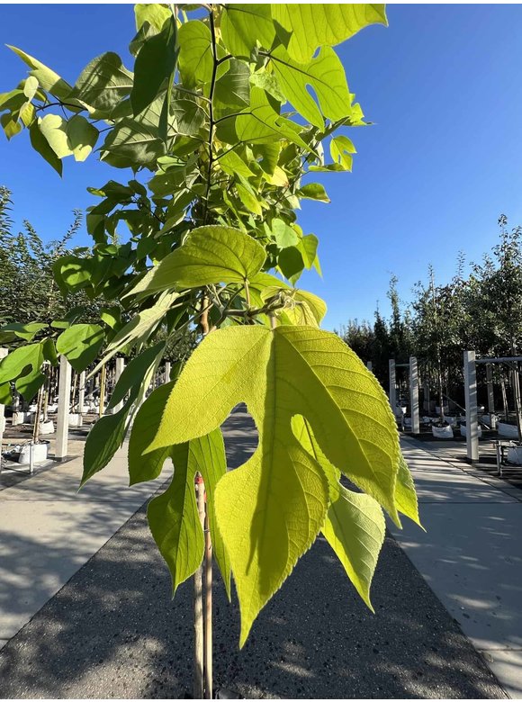 Papiermaulbeerbaum 'Golden Shadow' | Broussonetia papyrifera 'Golden Shadow' Papiermaulbeerbaum 'Golden Shadow' | Broussonetia papyrifera 'Golden Shadow'