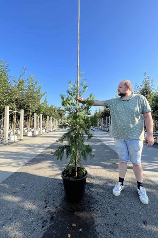 Weihrauch Zeder | Calocedrus deccurens